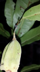 Nesogordonia crassipes