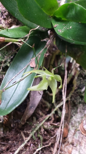 Aeranthes laxiflora image