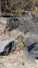 Zephyranthes concolor