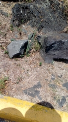 Zephyranthes concolor