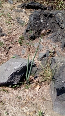 Zephyranthes concolor