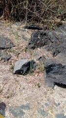 Zephyranthes concolor