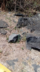 Zephyranthes concolor