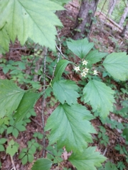 Crataegus marshallii
