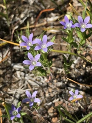 Githopsis specularioides