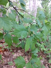 Crataegus marshallii