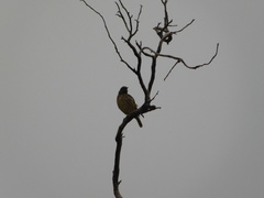 Chlamydera guttata