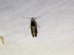 Pseudochelaria walsinghami