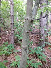 Crataegus marshallii