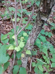 Crataegus marshallii