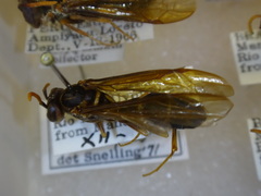 Angiopolybia paraensis