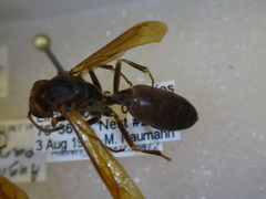 Angiopolybia paraensis