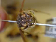 Angiopolybia paraensis
