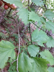 Crataegus marshallii