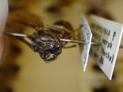 Angiopolybia paraensis