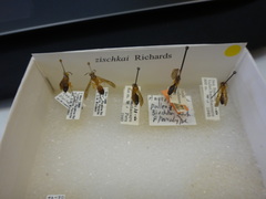 Angiopolybia zischkai