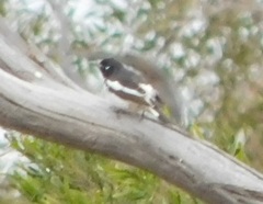 Certhionyx variegatus
