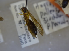 Angiopolybia zischkai