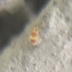 Deuterosminthurus bicinctus