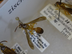 Angiopolybia zischkai