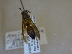 Angiopolybia zischkai