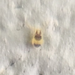 Deuterosminthurus bicinctus