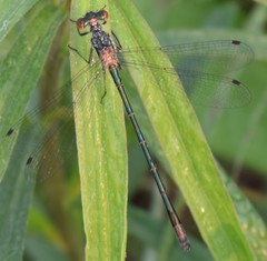 Lestes dryas