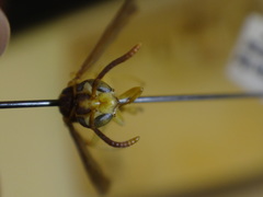 Angiopolybia zischkai