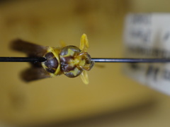 Angiopolybia zischkai
