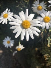Argyranthemum