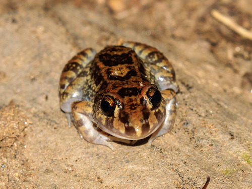 Hole-dwelling Thin-toed Frog, Leptodactylus troglodytes