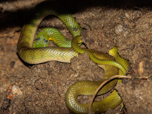 Crown Ground Snake