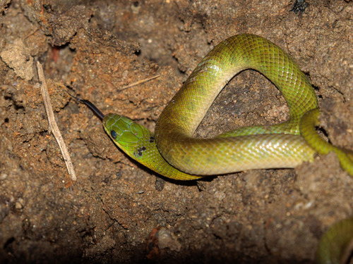 Crown Ground Snake