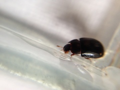 Dactylosternum abdominale