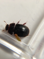 Dactylosternum abdominale