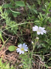 Cerastium tomentosum