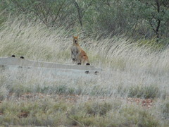 Osphranter robustus erubescens