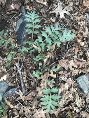 Hydrophyllum occidentale