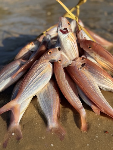 Bleeker's threadfin bream (Nemipterus bipunctatus) — Nemipteridae — 4