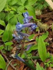 Corydalis ambigua