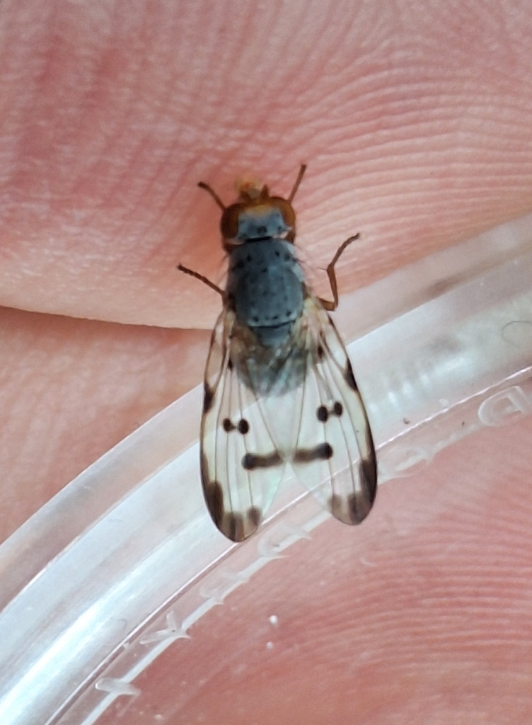 Fly