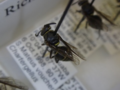 Chartergellus atectus