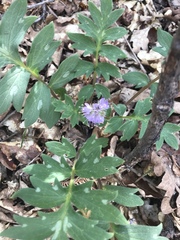 Hydrophyllum occidentale