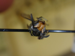 Chartergellus atectus