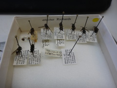 Chartergellus atectus