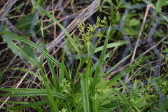 Scirpus pendulus