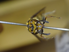 Charterginus carinatus