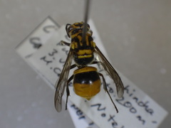 Charterginus carinatus