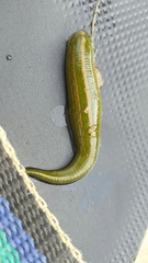 Whitmania edentula