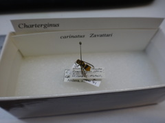 Charterginus carinatus